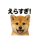 【褒め上手】リアル可愛い子犬の柴犬ライン（個別スタンプ：2）