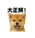【褒め上手】リアル可愛い子犬の柴犬ライン（個別スタンプ：3）