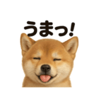 【褒め上手】リアル可愛い子犬の柴犬ライン（個別スタンプ：6）