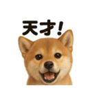 【褒め上手】リアル可愛い子犬の柴犬ライン（個別スタンプ：8）
