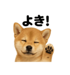 【褒め上手】リアル可愛い子犬の柴犬ライン（個別スタンプ：10）
