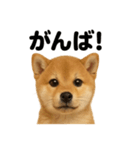 【褒め上手】リアル可愛い子犬の柴犬ライン（個別スタンプ：11）