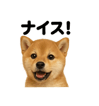 【褒め上手】リアル可愛い子犬の柴犬ライン（個別スタンプ：12）