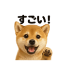 【褒め上手】リアル可愛い子犬の柴犬ライン（個別スタンプ：13）