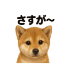 【褒め上手】リアル可愛い子犬の柴犬ライン（個別スタンプ：15）