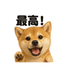 【褒め上手】リアル可愛い子犬の柴犬ライン（個別スタンプ：16）
