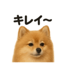 【褒め上手】ポジティブポメラニアンLINE（個別スタンプ：7）