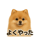 【褒め上手】ポジティブポメラニアンLINE（個別スタンプ：9）