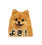 【褒め上手】ポジティブポメラニアンLINE（個別スタンプ：10）