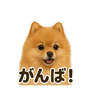 【褒め上手】ポジティブポメラニアンLINE（個別スタンプ：11）