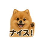【褒め上手】ポジティブポメラニアンLINE（個別スタンプ：12）