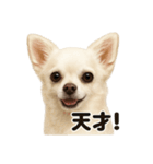 【褒め上手】リアル可愛い白チワワのライン（個別スタンプ：8）