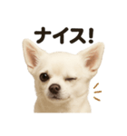 【褒め上手】リアル可愛い白チワワのライン（個別スタンプ：12）