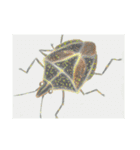 絵本のような動物たち・生き物・自然（個別スタンプ：12）
