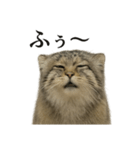 仕事終わりの一言｜リアル可愛いヌマルネコ（個別スタンプ：8）