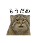 仕事終わりの一言｜リアル可愛いヌマルネコ（個別スタンプ：10）