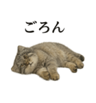 仕事終わりの一言｜リアル可愛いヌマルネコ（個別スタンプ：11）
