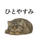 仕事終わりの一言｜リアル可愛いヌマルネコ（個別スタンプ：13）