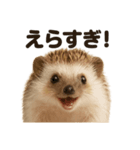 【褒め上手】リアル可愛いハリネズミライン（個別スタンプ：1）