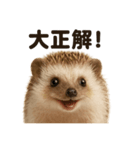 【褒め上手】リアル可愛いハリネズミライン（個別スタンプ：3）