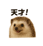 【褒め上手】リアル可愛いハリネズミライン（個別スタンプ：8）