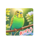 「セキセイインコ」のスタンプ（個別スタンプ：1）