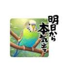 「セキセイインコ」のスタンプ（個別スタンプ：16）