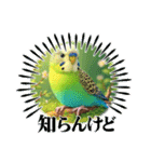 「セキセイインコ」のスタンプ（個別スタンプ：18）