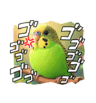 「セキセイインコ」のスタンプ（個別スタンプ：19）