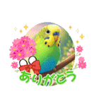 「セキセイインコ」のスタンプ（個別スタンプ：21）