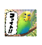 「セキセイインコ」のスタンプ（個別スタンプ：24）