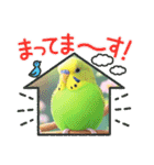 「セキセイインコ」のスタンプ（個別スタンプ：27）