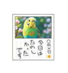 「セキセイインコ」のスタンプ（個別スタンプ：29）