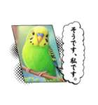 「セキセイインコ」のスタンプ（個別スタンプ：30）