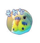「セキセイインコ」のスタンプ（個別スタンプ：31）