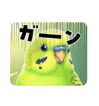 「セキセイインコ」のスタンプ（個別スタンプ：34）