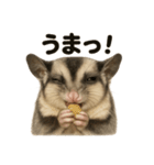 【褒め上手】リアル可愛いフクロモモンガ（個別スタンプ：6）