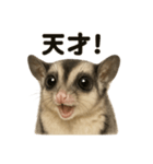 【褒め上手】リアル可愛いフクロモモンガ（個別スタンプ：8）