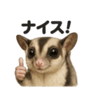 【褒め上手】リアル可愛いフクロモモンガ（個別スタンプ：11）