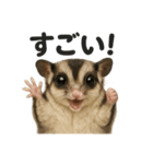 【褒め上手】リアル可愛いフクロモモンガ（個別スタンプ：14）