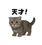 【褒め上手】スコティッシュホールドライン（個別スタンプ：8）