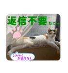 20ニャンズの毎日 vol.2（個別スタンプ：1）