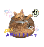 20ニャンズの毎日 vol.2（個別スタンプ：2）