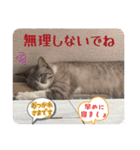 20ニャンズの毎日 vol.2（個別スタンプ：4）