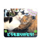 20ニャンズの毎日 vol.2（個別スタンプ：6）