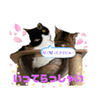 20ニャンズの毎日 vol.2（個別スタンプ：7）