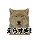 【褒め上手】無表情のチベットスナギツネ（個別スタンプ：8）