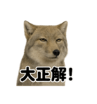 【褒め上手】無表情のチベットスナギツネ（個別スタンプ：12）