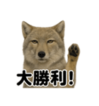 【褒め上手】無表情のチベットスナギツネ（個別スタンプ：13）