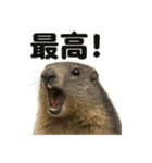 【褒め言葉】リアルすぎるマーモットライン（個別スタンプ：3）